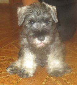 3. кабель Престиж Мохаммед Али фото 2.jpg (206.1 КБ, Просмотров: 1720) 3. кабель Престиж Мохаммед Али фото 2.jpg