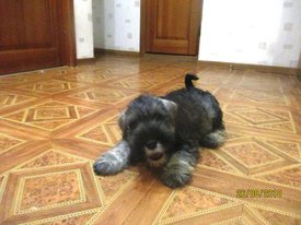 4. кабель Первый Валиант Кнайп фото 3.jpg (552.04 КБ, Просмотров: 1721) 4. кабель Первый Валиант Кнайп фото 3.jpg