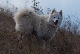 WWswKjcedWY (1).jpg (52.17 КБ, Просмотров: 3564) WWswKjcedWY (1).jpg