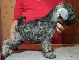 7. Принц Стар Рейн фото 3.jpg (268.02 КБ, Просмотров: 1721) 7. Принц Стар Рейн фото 3.jpg