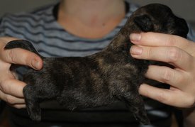 IMG_5138-1.jpg (300.57 КБ, Просмотров: 3786) IMG_5138-1.jpg