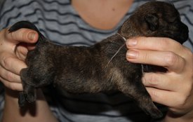 IMG_5151-1.jpg (284.02 КБ, Просмотров: 3786) IMG_5151-1.jpg