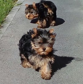 йорк 2.jpg (61.74 КБ, Просмотров: 1519) йорк 2.jpg