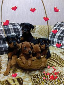 о помет вместе.jpg (410.13 КБ, Просмотров: 13546) о помет вместе.jpg