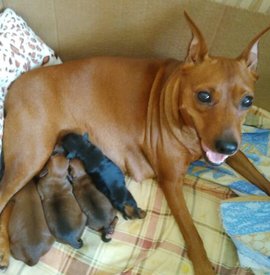 Н-помет.jpg (85.39 КБ, Просмотров: 14559) Н-помет.jpg