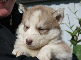 Девочка 3.jpg (98.51 КБ, Просмотров: 1418) Девочка 3.jpg