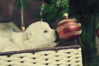 IMG_0383.jpg (6.17 КБ, Просмотров: 1374) IMG_0383.jpg