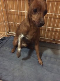 ЛОВЕЛАС.jpg (322.65 КБ, Просмотров: 3610) ЛОВЕЛАС.jpg