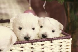 IMG_0394.jpg (44.85 КБ, Просмотров: 1374) IMG_0394.jpg