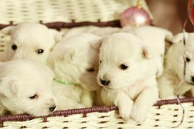 IMG_0426.jpg (51.19 КБ, Просмотров: 1374) IMG_0426.jpg