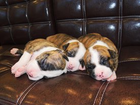 IMG-20181003-WA0039.jpg (133.59 КБ, Просмотров: 1276) IMG-20181003-WA0039.jpg