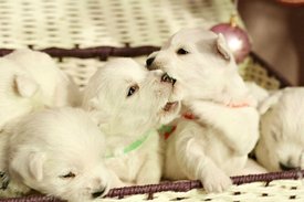 IMG_0433.jpg (50.63 КБ, Просмотров: 1374) IMG_0433.jpg