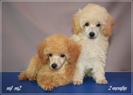 2 щена.jpg (213.63 КБ, Просмотров: 1428) 2 щена.jpg