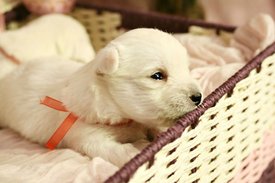 IMG_0496.jpg (51.94 КБ, Просмотров: 1374) IMG_0496.jpg