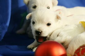 IMG_0735.jpg (36.36 КБ, Просмотров: 1374) IMG_0735.jpg