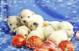 IMG_0729111.jpg (93.58 КБ, Просмотров: 1374) IMG_0729111.jpg