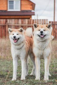 IMG_6884 (1).jpg (452.98 КБ, Просмотров: 1331) IMG_6884 (1).jpg