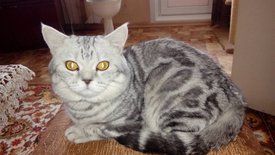 IMG-f14fa9518dd0c9475414ae49191c1968-V.jpg (101.34 КБ, Просмотров: 10348) IMG-f14fa9518dd0c9475414ae49191c1968-V.jpg