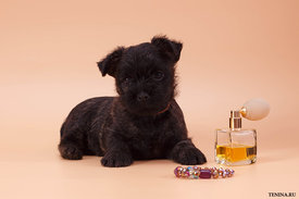 IMG_0136.jpg (115.07 КБ, Просмотров: 3467) IMG_0136.jpg