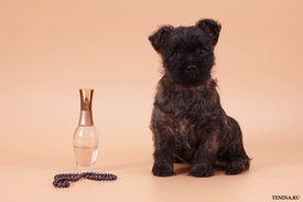 IMG_0107.jpg (112.83 КБ, Просмотров: 3165) IMG_0107.jpg