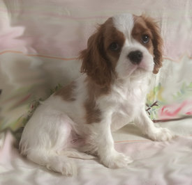 Коб-1.jpg (230.4 КБ, Просмотров: 4815) Коб-1.jpg