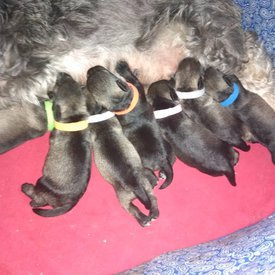 Гучи-Гвен18.jpg (146.02 КБ, Просмотров: 5232) Гучи-Гвен18.jpg