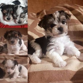 щенки 11.jpg (49.96 КБ, Просмотров: 1661) щенки 11.jpg