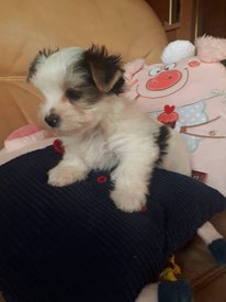 щенки 22.jpg (59.94 КБ, Просмотров: 1661) щенки 22.jpg