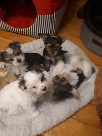 щенки 33.jpg (78.53 КБ, Просмотров: 1570) щенки 33.jpg