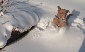 Снега по поясА.jpg (424.56 КБ, Просмотров: 13262) Снега по поясА.jpg