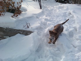 IMG772-01.jpg (432.03 КБ, Просмотров: 13906) IMG772-01.jpg