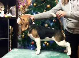 49414120_338206930365568_3867807363616473088_n.jpg (502.37 КБ, Просмотров: 3095) 49414120_338206930365568_3867807363616473088_n.jpg