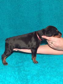 дкр.jpg (180.21 КБ, Просмотров: 1936) дкр.jpg