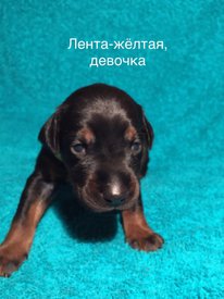 дж.jpg (137.48 КБ, Просмотров: 2086) дж.jpg