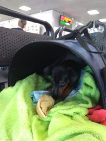 плут.jpg (47.48 КБ, Просмотров: 14300) плут.jpg