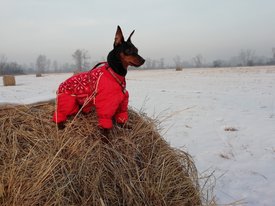 Лара.jpg (493.28 КБ, Просмотров: 16001) Лара.jpg