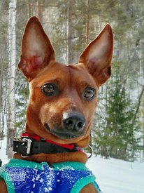 Жак.jpg (374.81 КБ, Просмотров: 13671) Жак.jpg