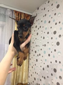 п руки.jpg (136.57 КБ, Просмотров: 13222) п руки.jpg