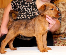 IMG_1555.jpg (306.54 КБ, Просмотров: 2533) IMG_1555.jpg