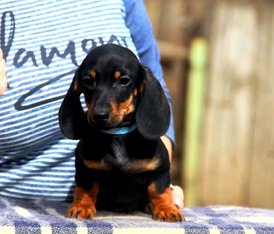 57410723_319722528691024_2405173108710309888_n.jpg (61.03 КБ, Просмотров: 1528) 57410723_319722528691024_2405173108710309888_n.jpg