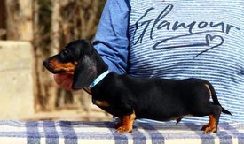 57004899_271339240417705_5450784772500488192_n.jpg (64 КБ, Просмотров: 1524) 57004899_271339240417705_5450784772500488192_n.jpg