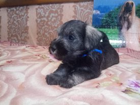 IMG-20190329-WA0039.jpg (76.82 КБ, Просмотров: 2328) IMG-20190329-WA0039.jpg