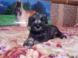 IMG-20190329-WA0028.jpg (100.83 КБ, Просмотров: 2327) IMG-20190329-WA0028.jpg