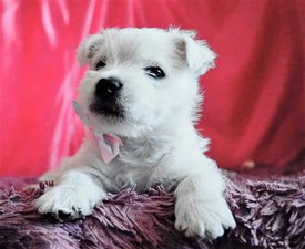 57543645_368124273822603_1038901693539942400_n.jpg (366.38 КБ, Просмотров: 1788) 57543645_368124273822603_1038901693539942400_n.jpg