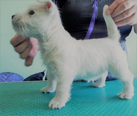 58831567_1042655429262489_8037358578031394816_o.jpg (418.83 КБ, Просмотров: 1790) 58831567_1042655429262489_8037358578031394816_o.jpg