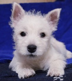 60671651_1053476681513697_3498370954172563456_n.jpg (95.68 КБ, Просмотров: 1702) 60671651_1053476681513697_3498370954172563456_n.jpg