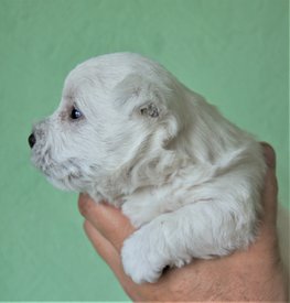 жан поль. 3.jpg (272.26 КБ, Просмотров: 2078) жан поль. 3.jpg