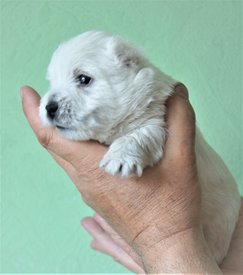 жасмин.jpg (309.02 КБ, Просмотров: 2081) жасмин.jpg