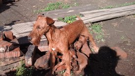 61613361_2417793904908359_4175212140224839680_n.jpg (93.04 КБ, Просмотров: 2533) 61613361_2417793904908359_4175212140224839680_n.jpg