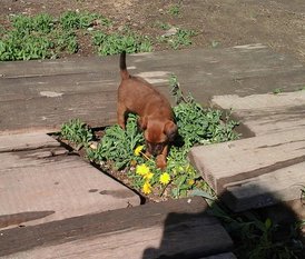 62450896_2417798658241217_8075291011930128384_n.jpg (118.07 КБ, Просмотров: 2363) 62450896_2417798658241217_8075291011930128384_n.jpg